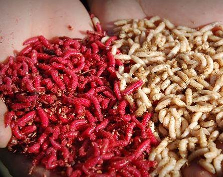 Vine iarna - nicolas-levine-7.jpg